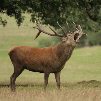 Sloth (USA-2) : I Need a Nap